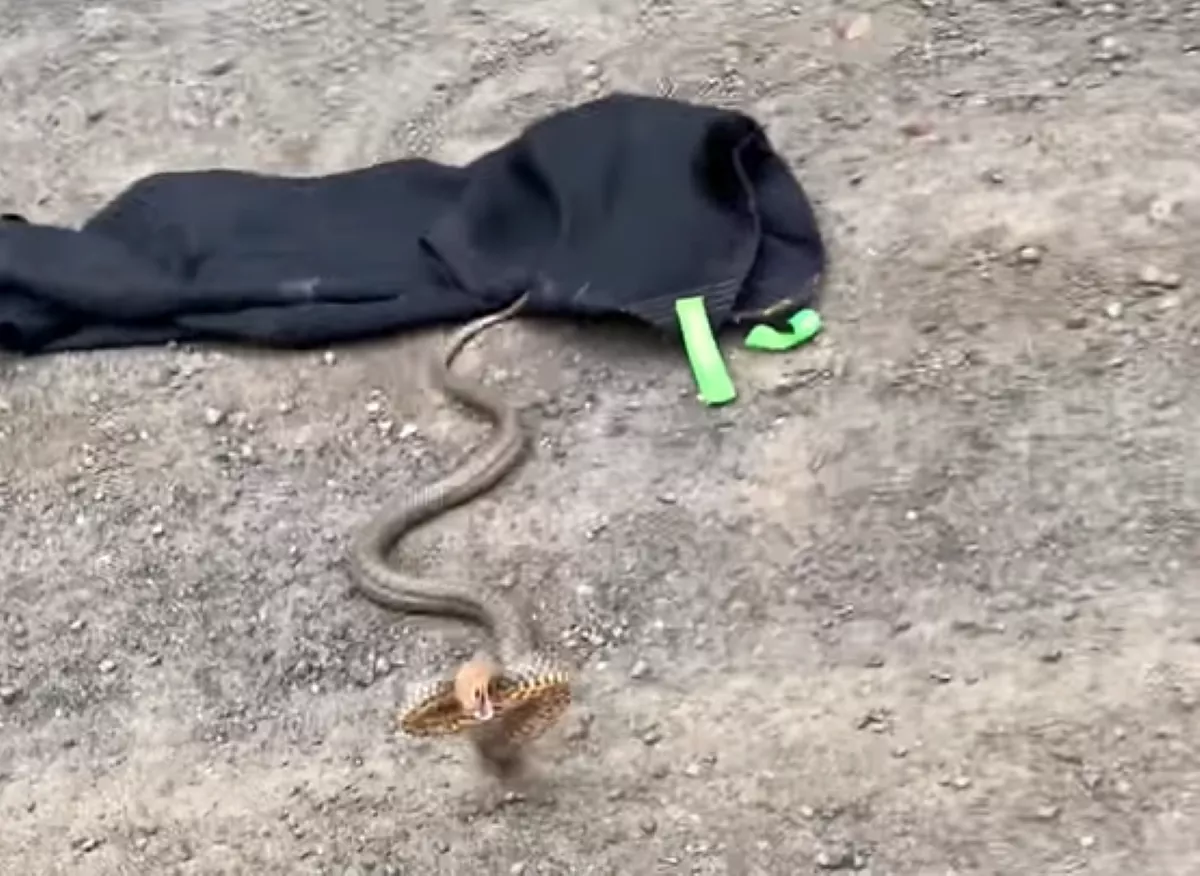 Huge Deadly Snake Comes at Man in 'Incredibly Rare' Defensive Move