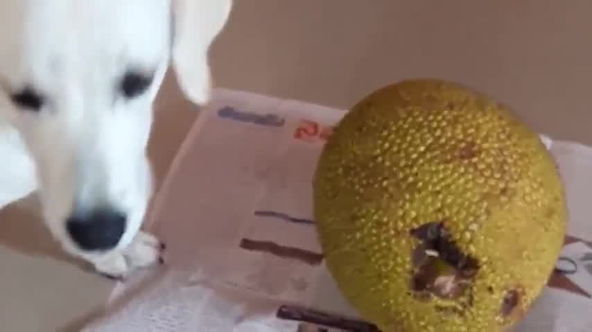 Is Jackfruit Okay For Dogs