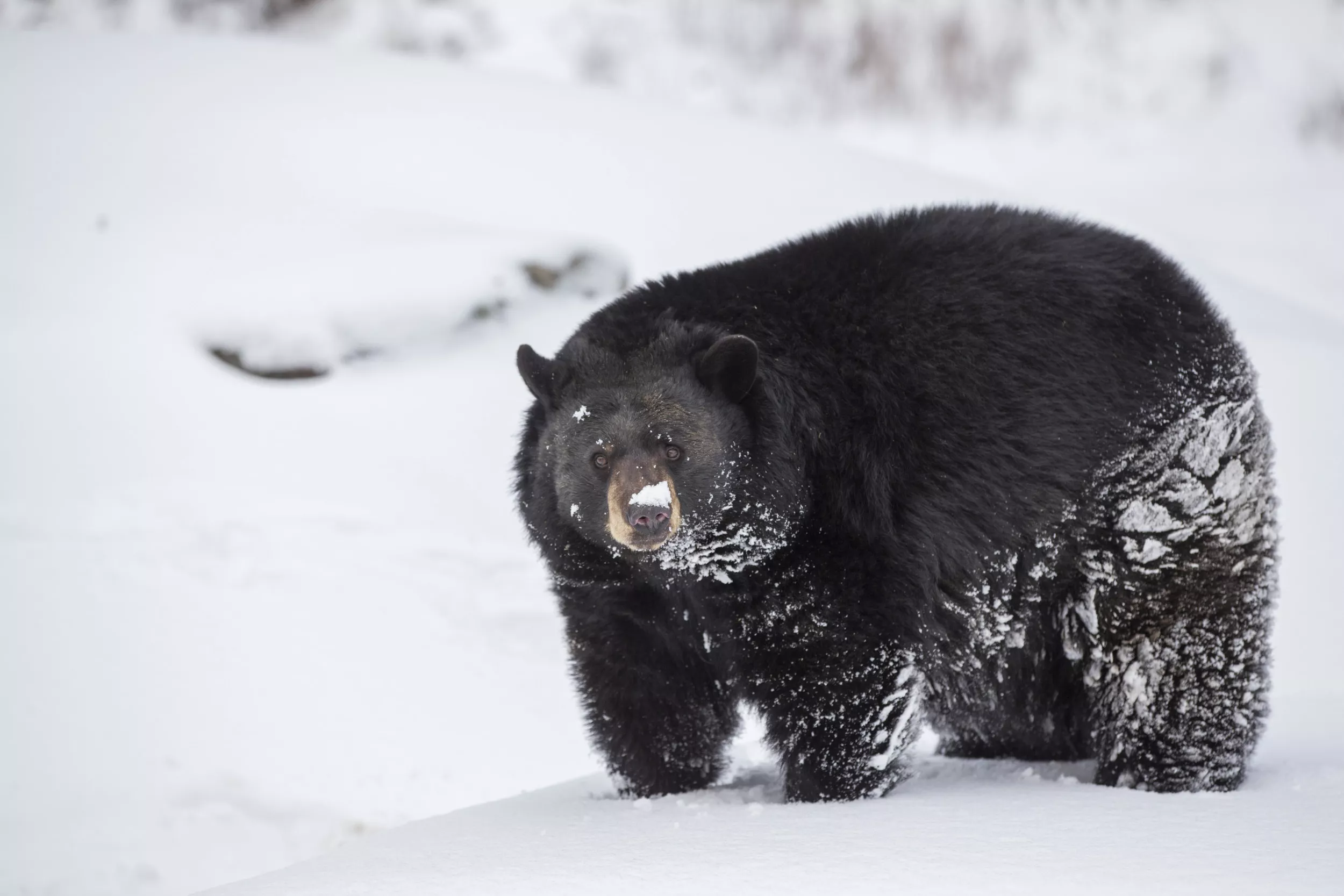 'Cocaine Bear' Teaser Poster Has Internet Buzzed: 'Movie of the Year' - Vimarsana News