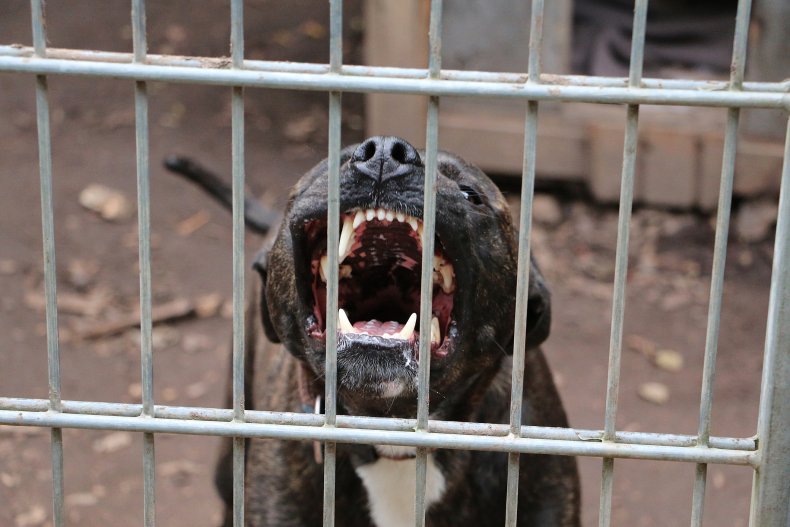Dog bearing teeth behind bars