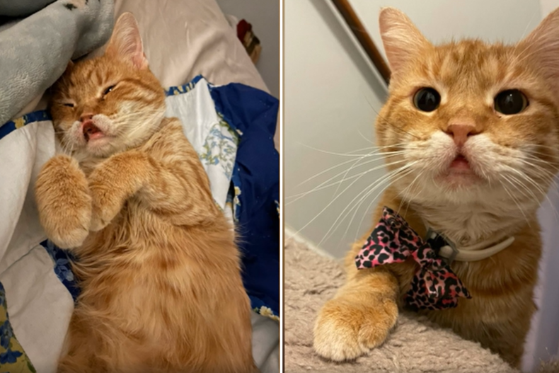 Woman Reveals Real Reason Her Rescue Cat Has A Cleft Lip woman-reveals-real-reason-her-rescue-cat-has-a-cleft-lip