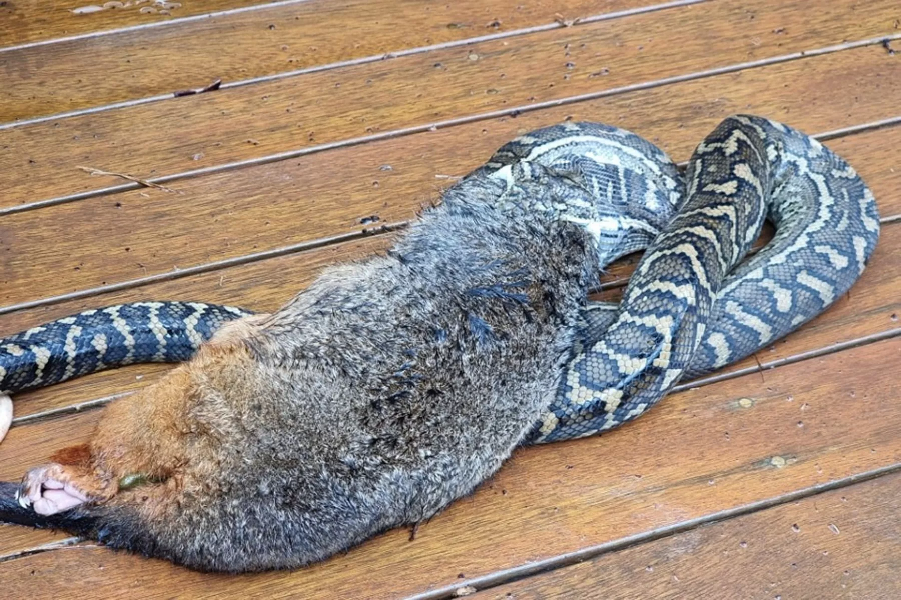 Python Tries and Fails To Eat Possum With Pouch Full of Babies: 'Too Big' - Vimarsana News