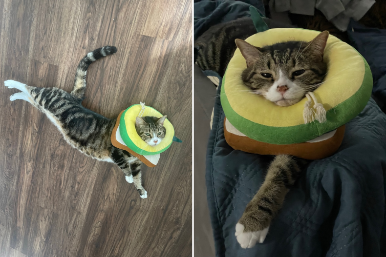 Luca the Cat s Avocado and Toast