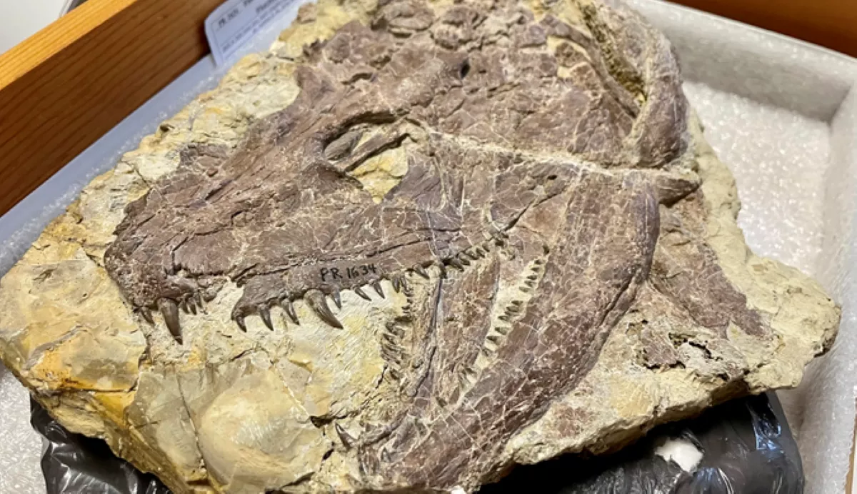 Huge Crocodile-Salamander From 100 Million Years Before Dinosaurs Unearthed - Vimarsana News