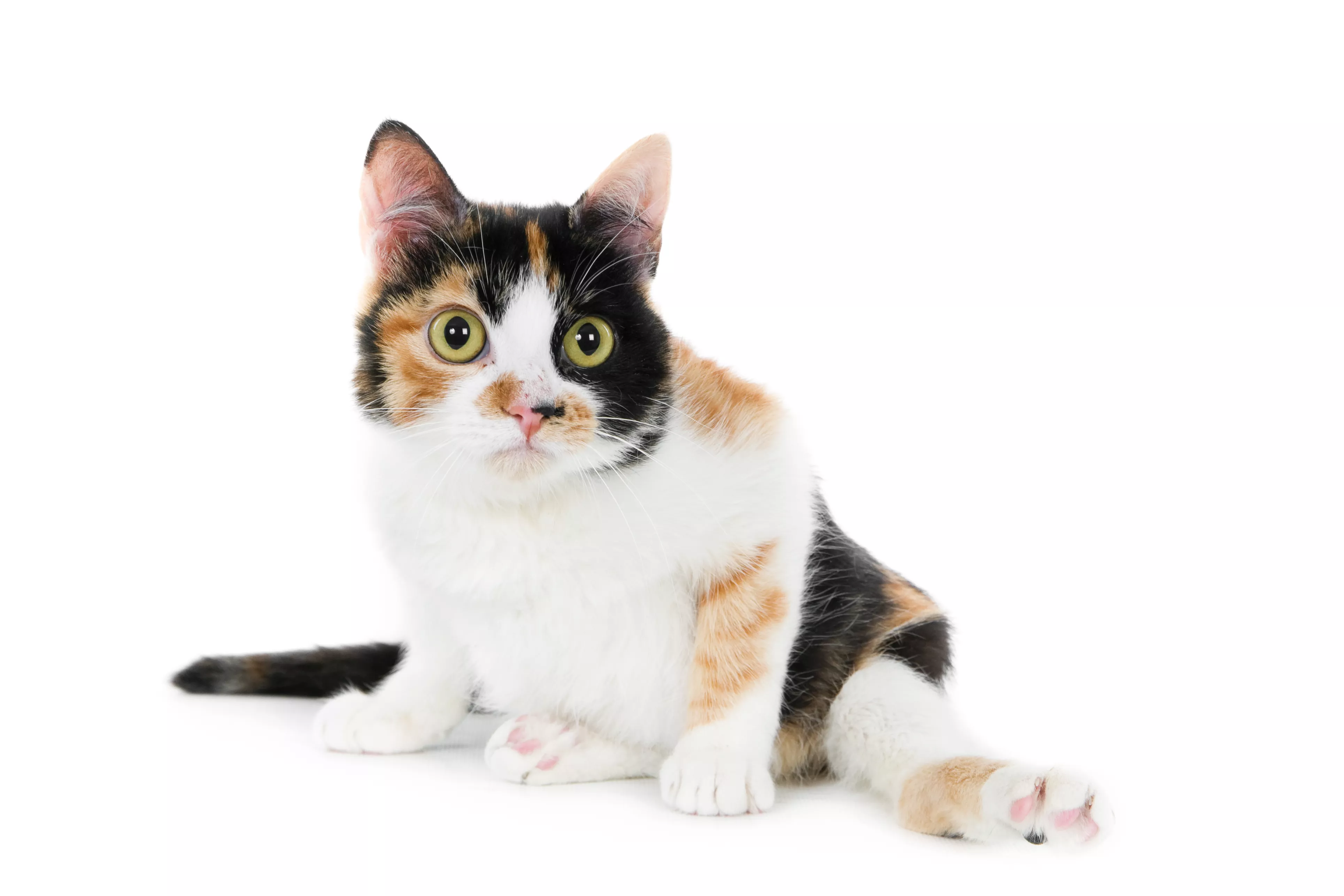 Paralyzed Cats Racing to Get Breakfast Melt Hearts: 'Joy of My Life' - Vimarsana News