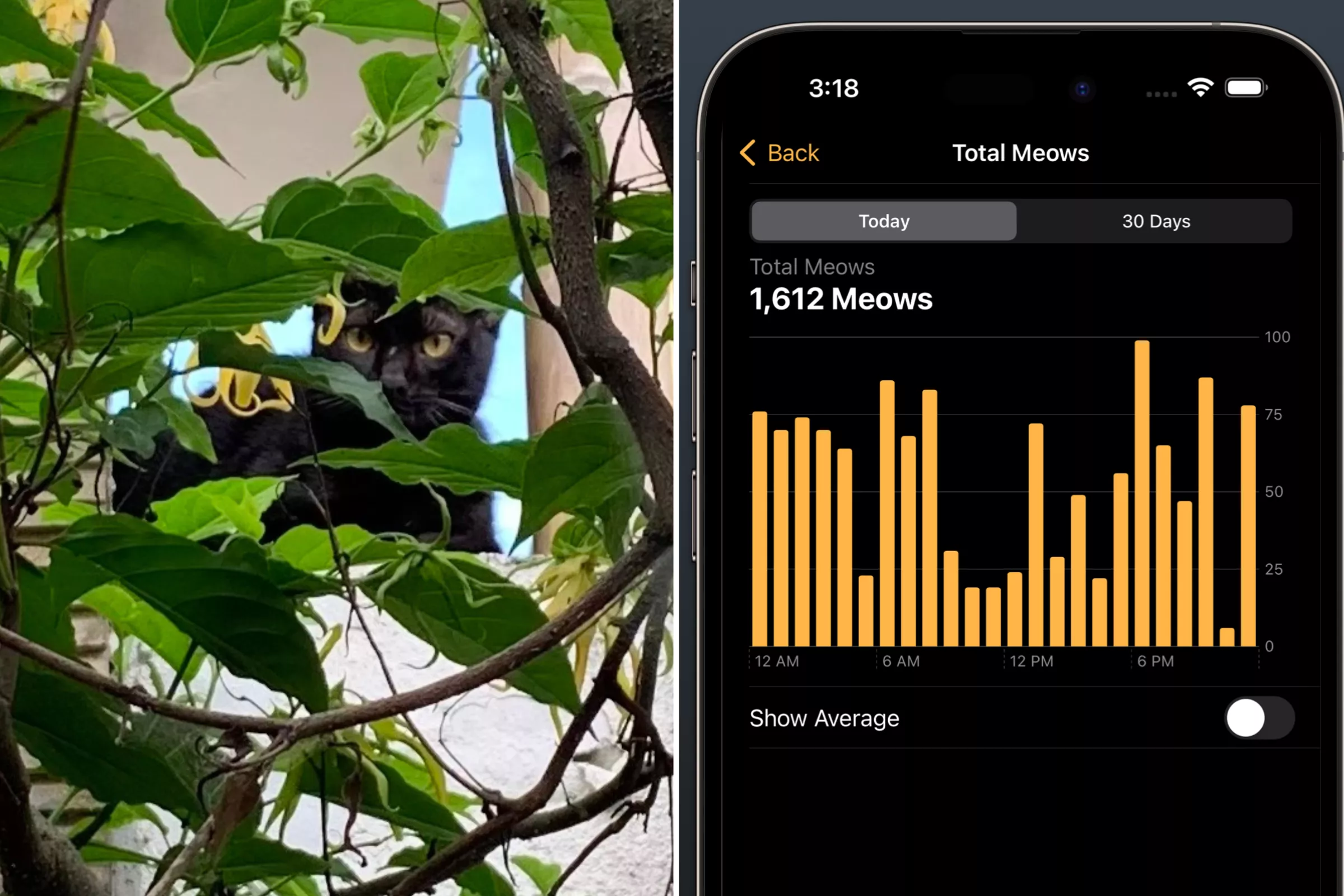 Pet Owner Creates App To Officially Measure How 'Annoying' His Cat Is - Vimarsana News