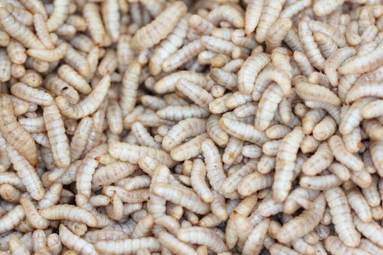 larvae