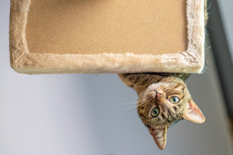 cat popping out of ceiling delights internet