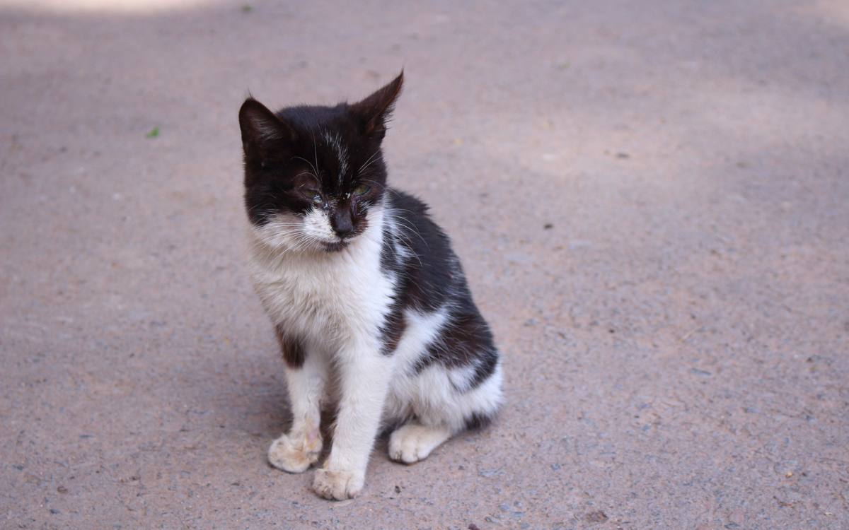 Rescued Kitten Undergoes Dramatic Transformation After Bath in Cooking Pot