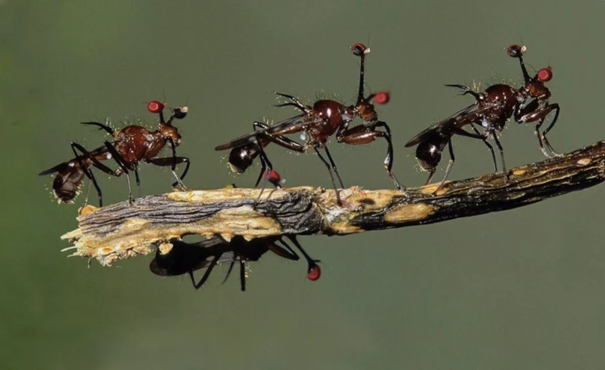 Flies That Grow Giant Testes Only Produce Only Female Offspring - Vimarsana News