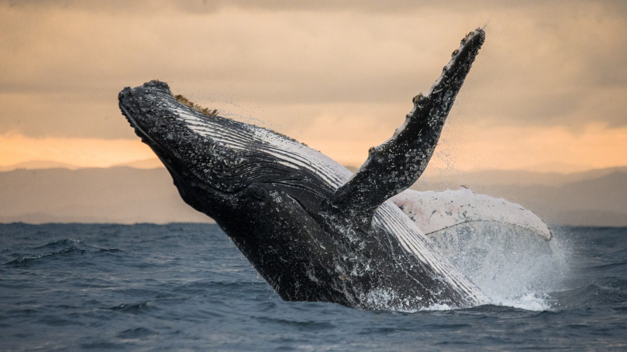 Man Filmed Riding World's Biggest Shark in Tourism Stunt
