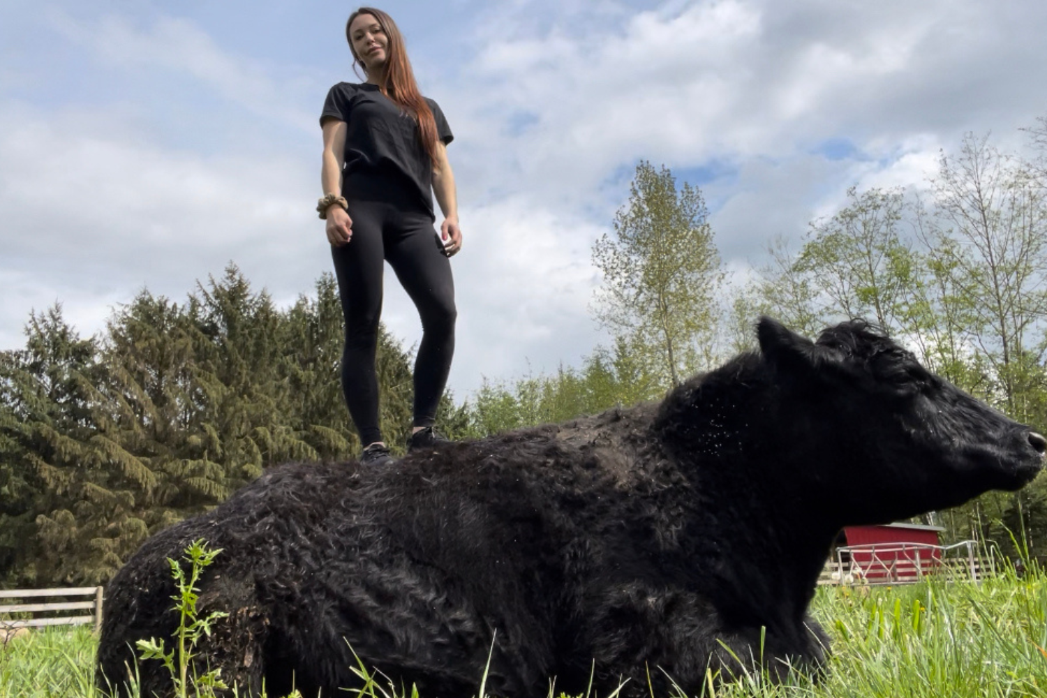 Woman's 2,500lb Pet Cow Shocks Internet: 'Not Being Raised for Beef ...