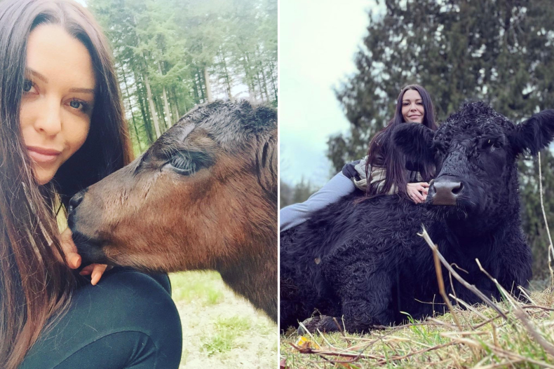 wife and 2500 pound cattle