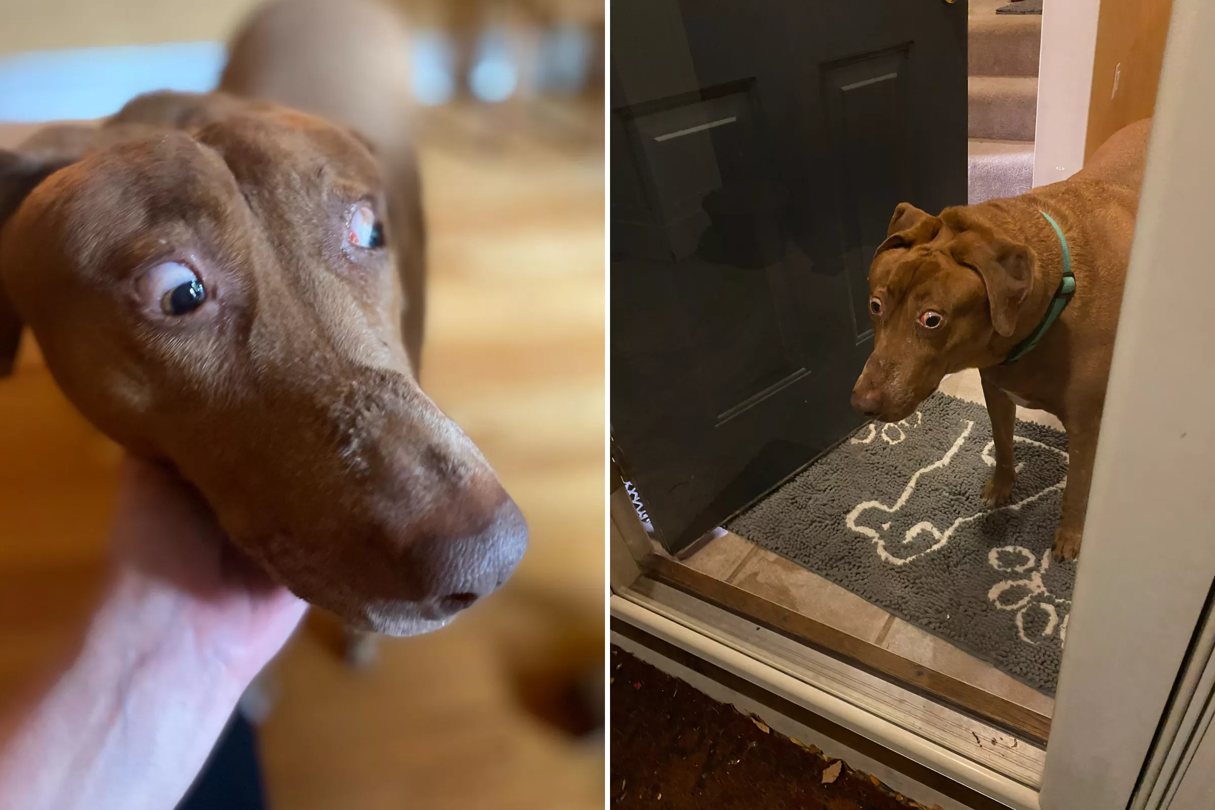 Rare Birth Defect Gives Rescue Dog Permanently Shocked Expression - Vimarsana News