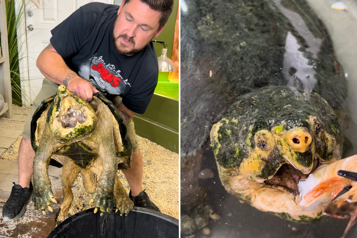 Man handles giant snapping turtle