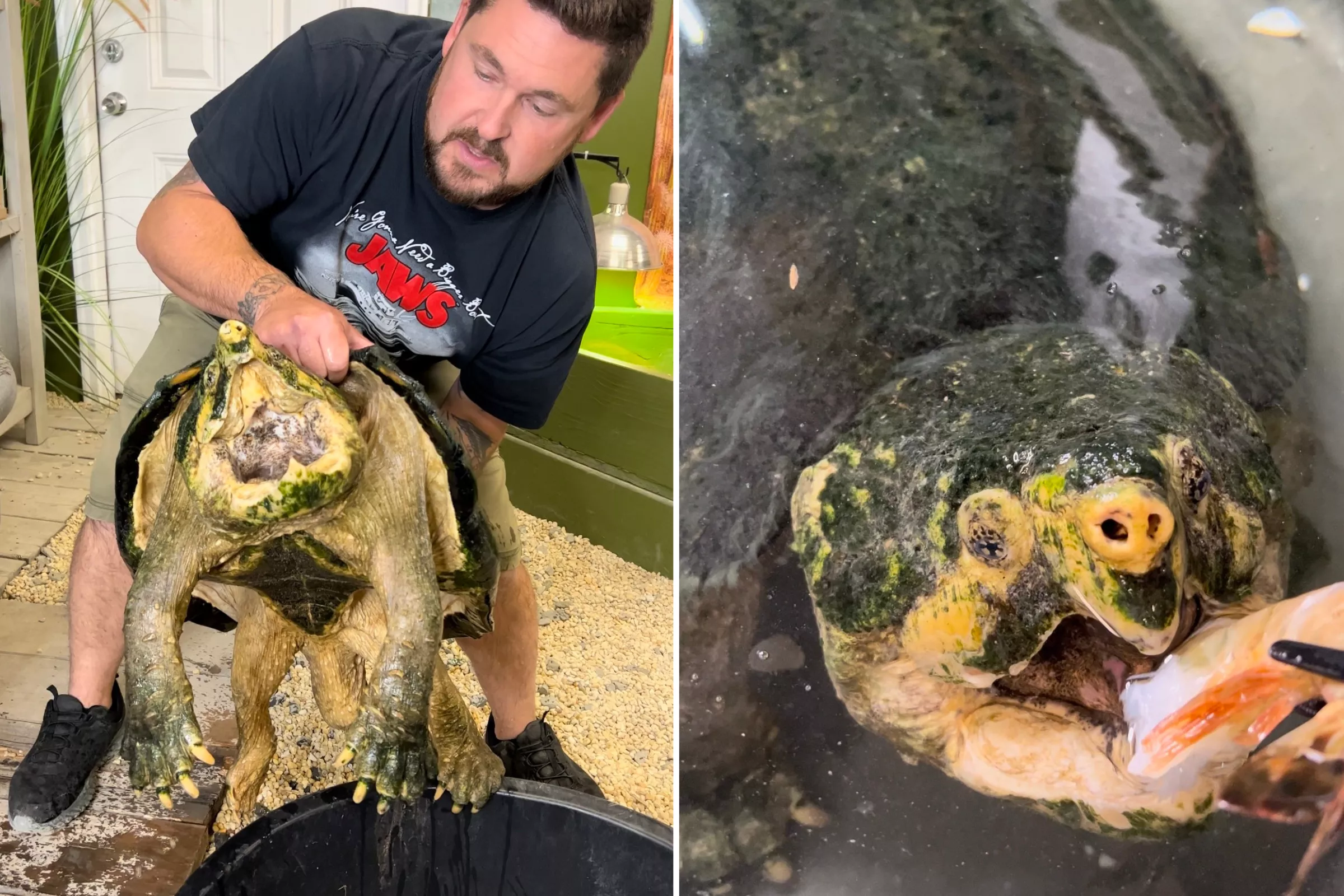 Man Handles Huge Alligator Snapping Turtle Threatening 'Crushing Bite' - Vimarsana News