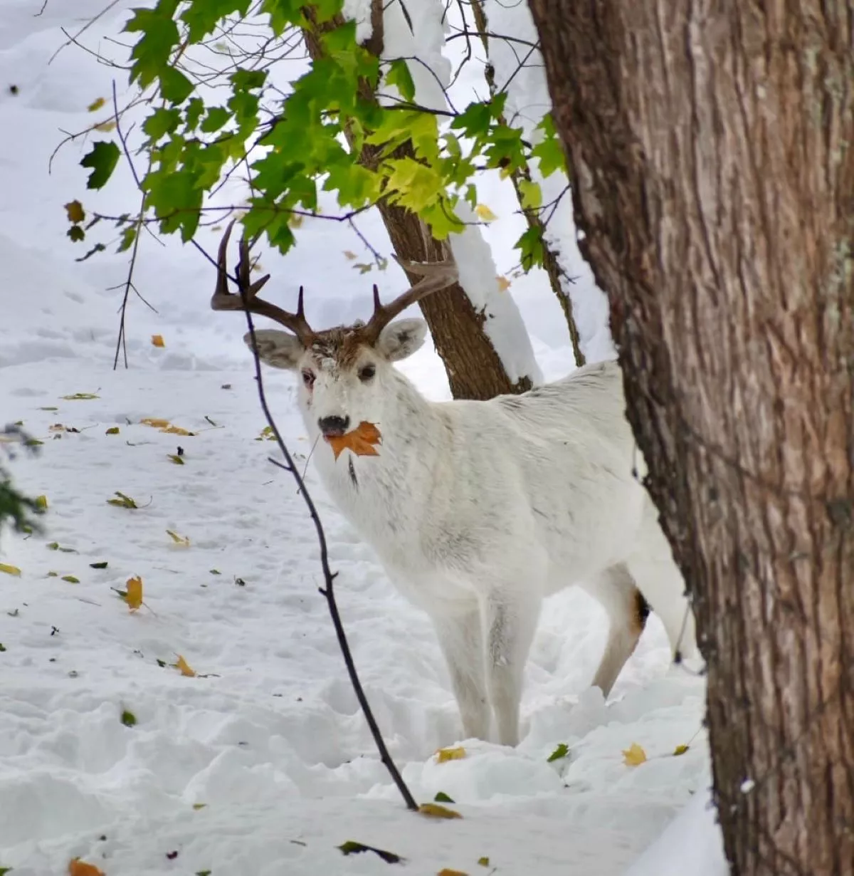 Beautiful Photos Show Majestic White Deer in Snowy New York - Vimarsana News
