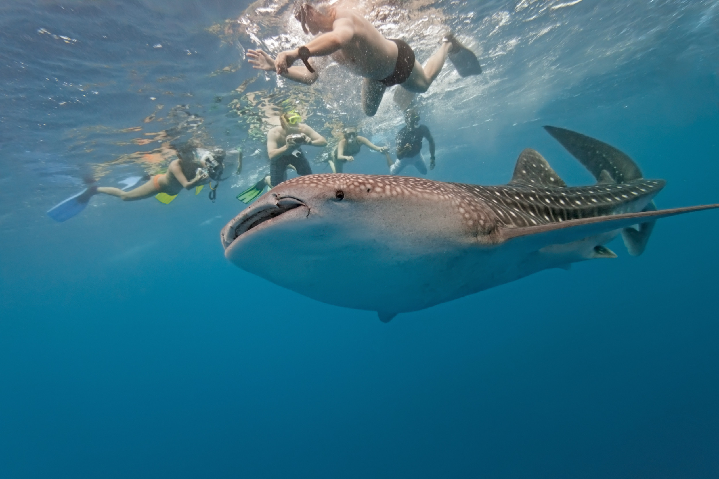 Man Filmed Riding World s Biggest Shark In Tourism Stunt