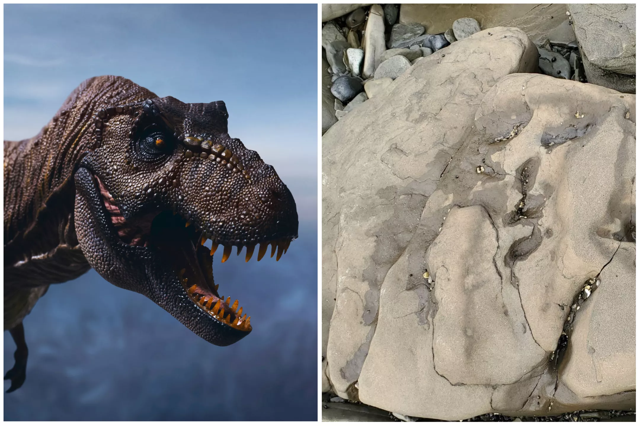 Tyrannosaurus Rex Footprint Discovered Next to Giant U.S. Volcano Crater - Vimarsana News