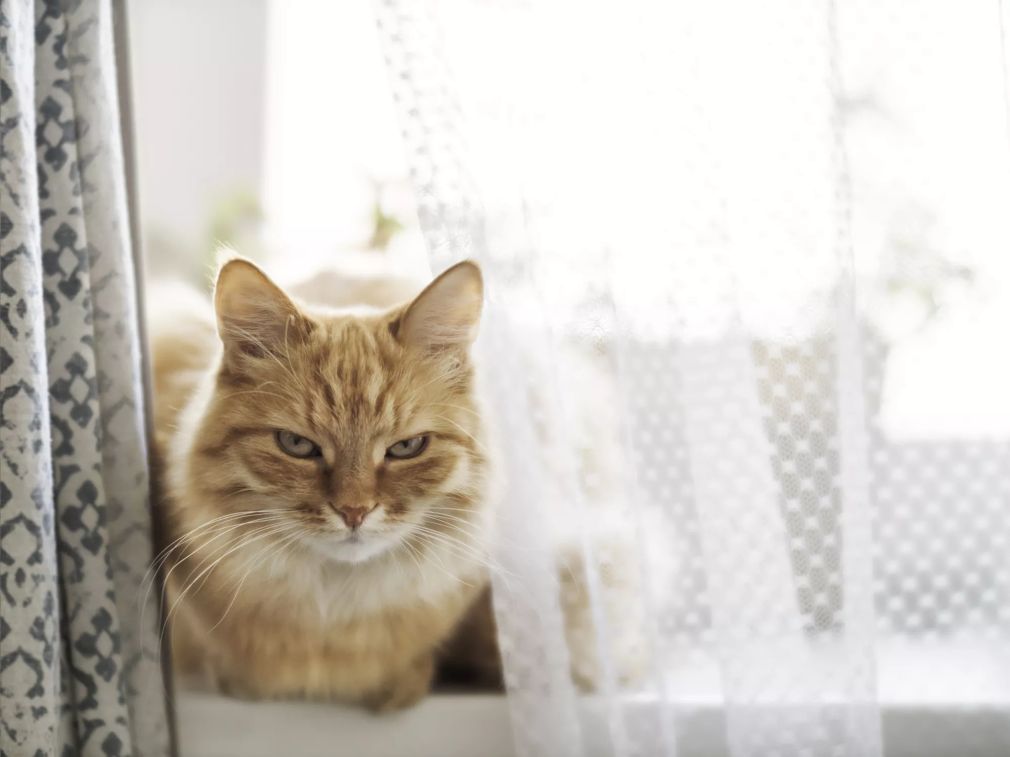 Angry Cat Glaring at Owner's House Guest Has Internet in Hysterics - Vimarsana News
