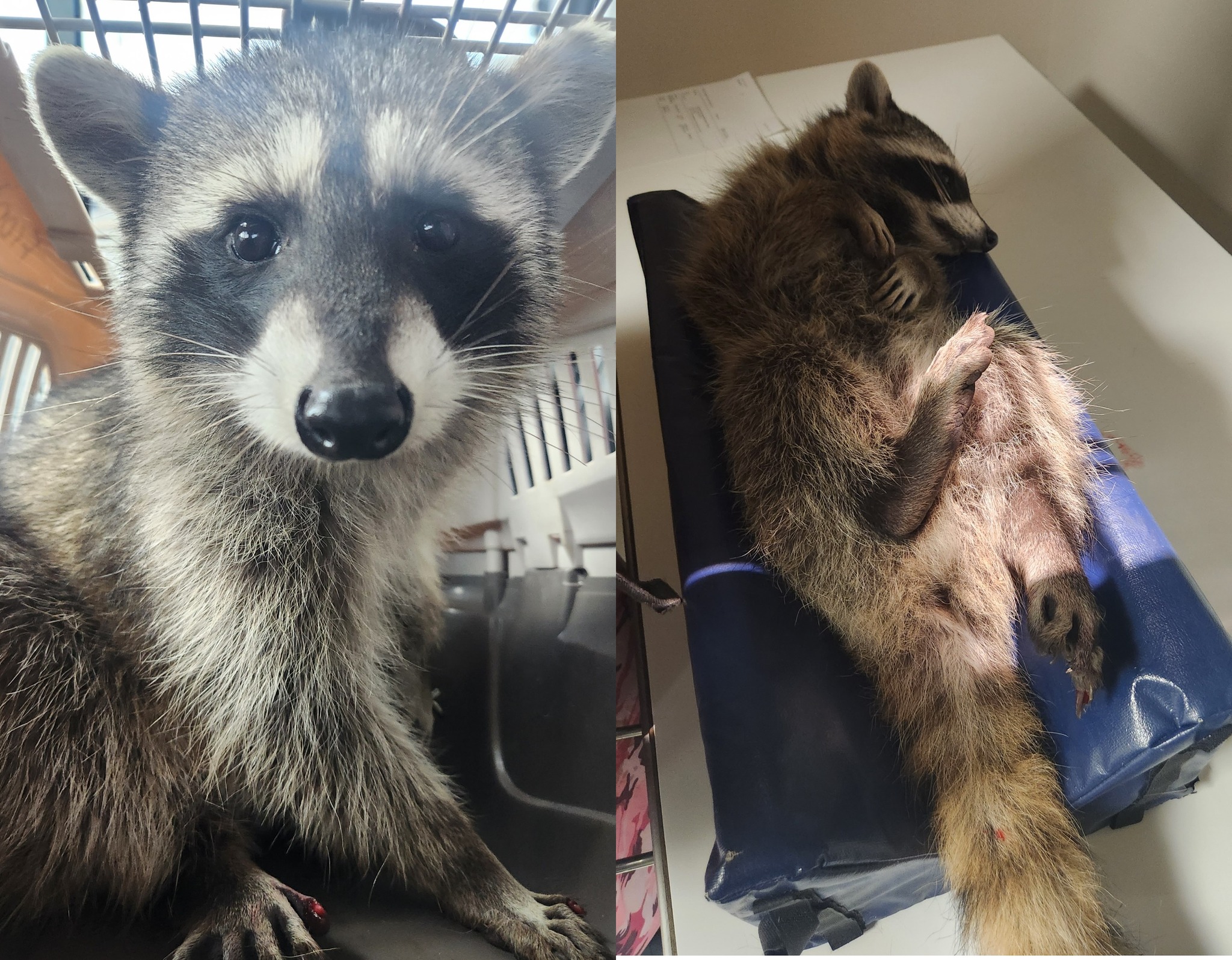 Poor Raccoon Living With Trap on Paw Got Stuck in Tree Trying to Escape Dog