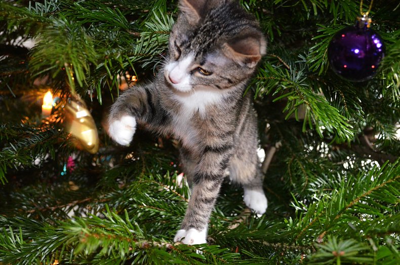 Un chaton tigré s'attaque aux décorations du sapin de Noël