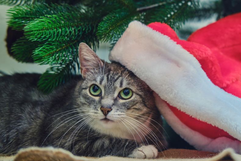 Tabby Cat Sitting Under a Christmas tree