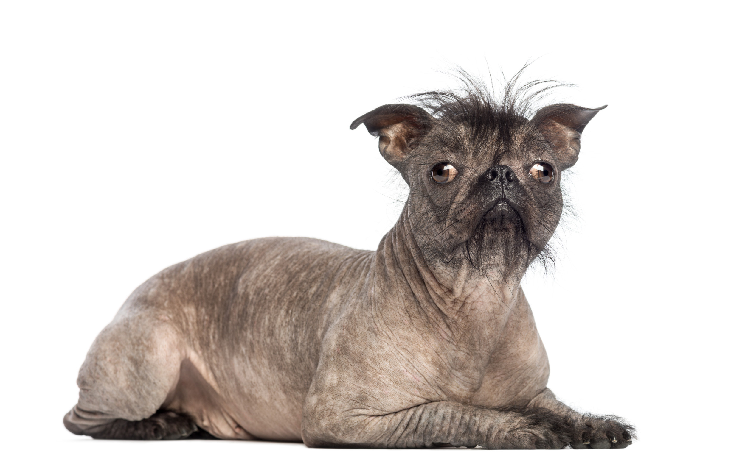 Where Do Hairless Dogs Come From