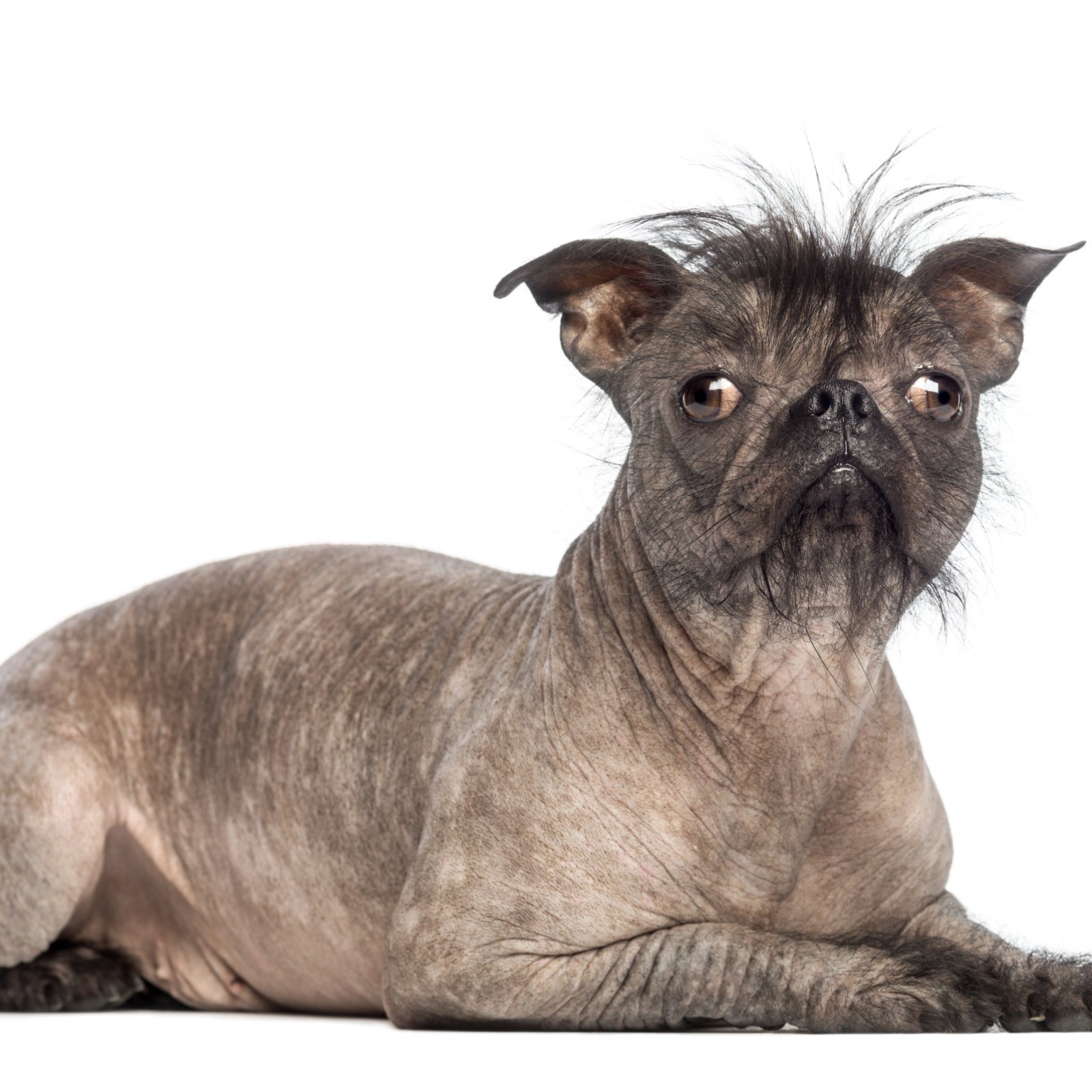 This Is What A Hairless Pug Looks Like And People Were Not Prepared