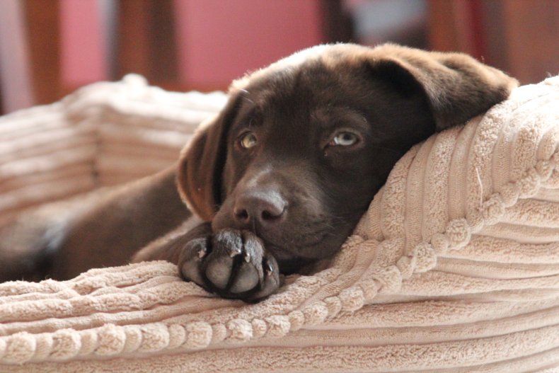 Brown labrador puppy on dog bed.