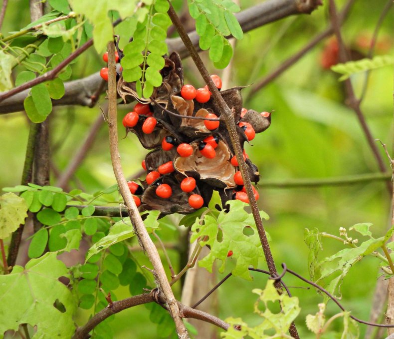 Rosary peas