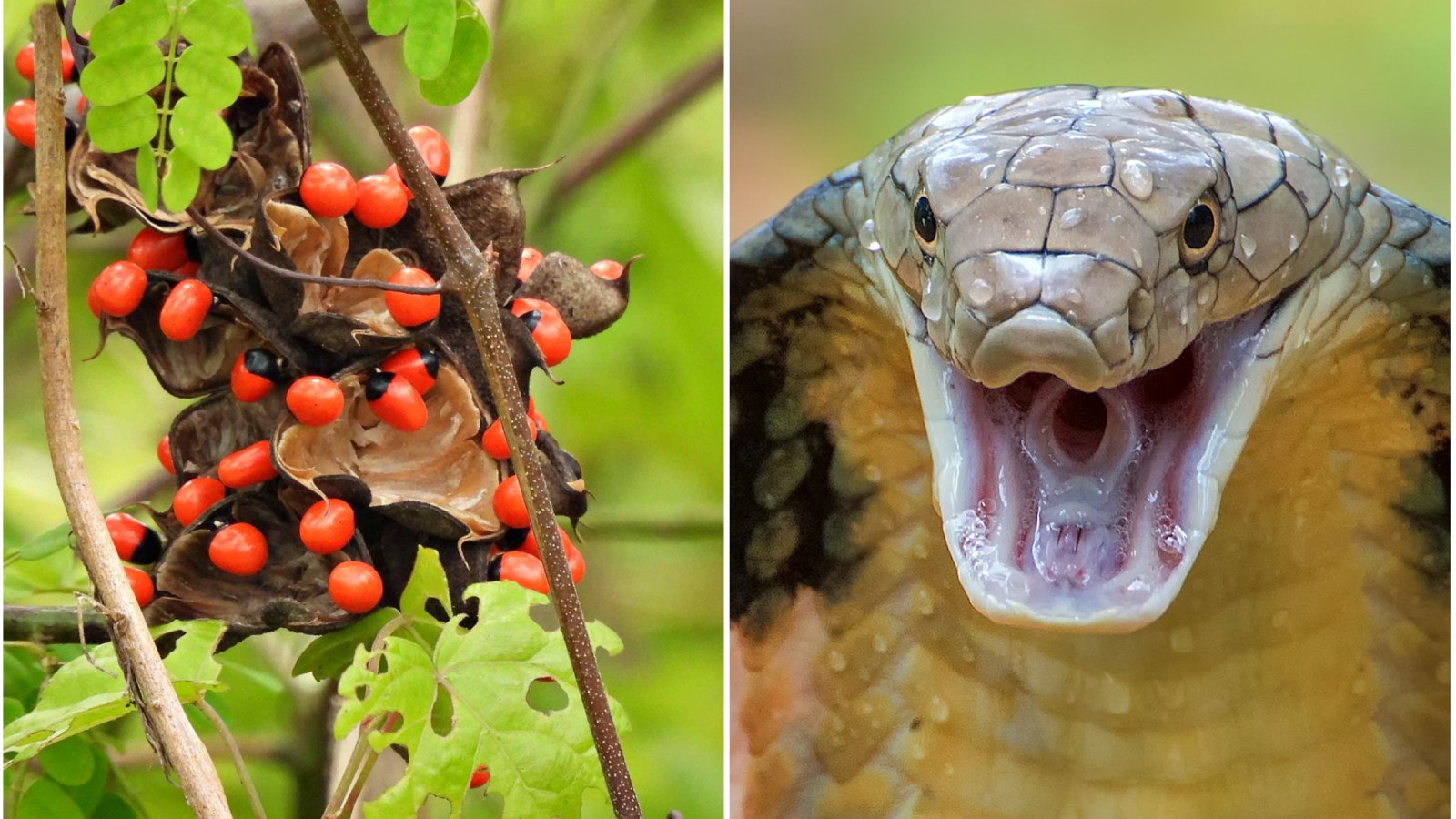 What Common Plant is More Deadly Than a King Cobra?