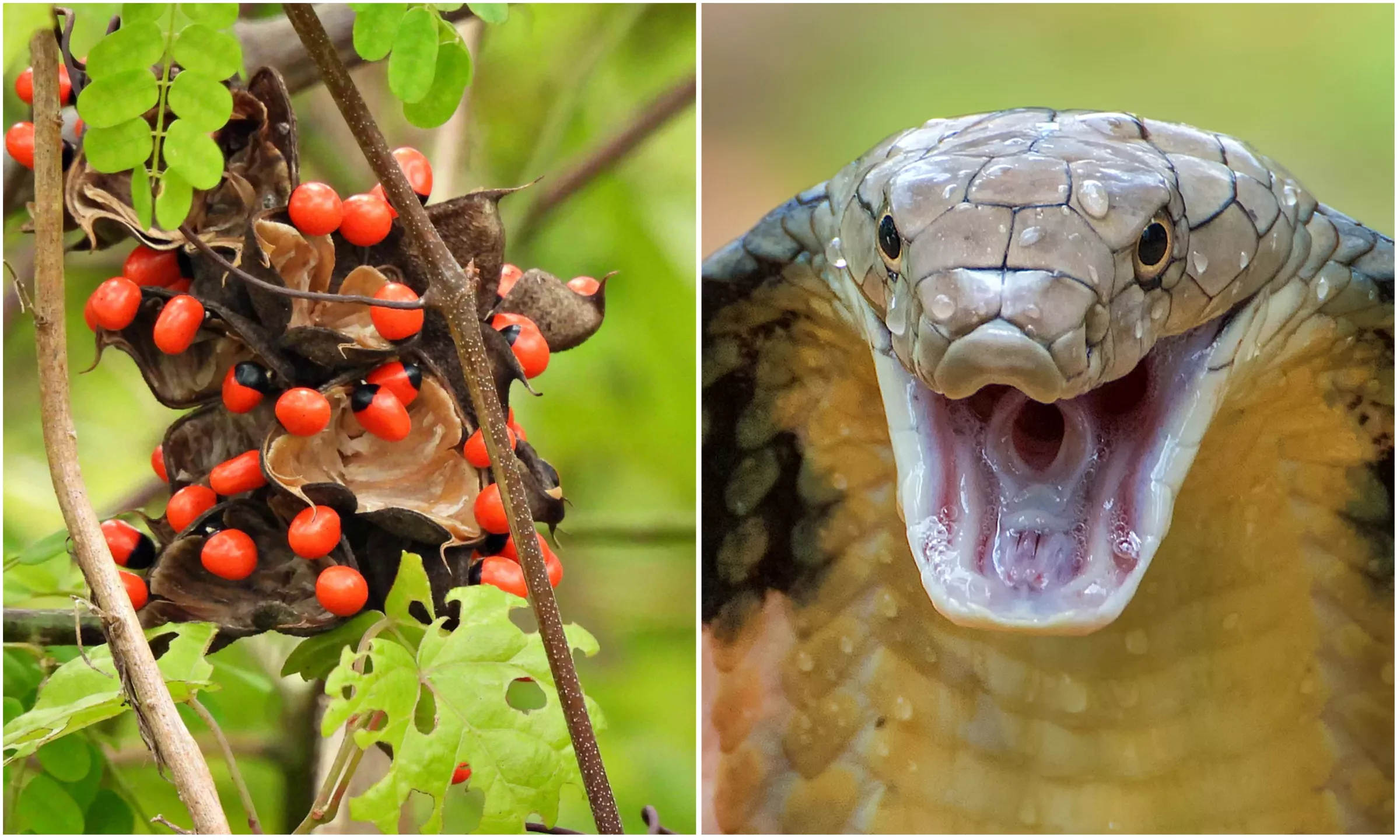 Boy, 5, Dies After Eating Common Plant More Deadly Than King Cobra - Vimarsana News