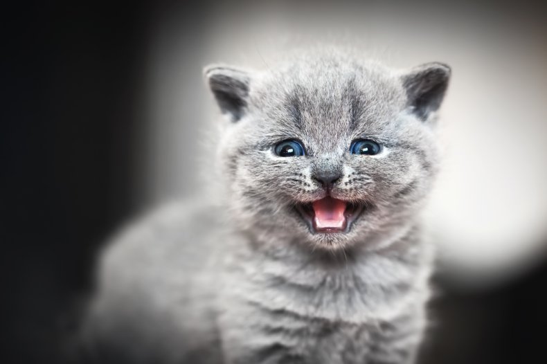 should you let your kitten cry?