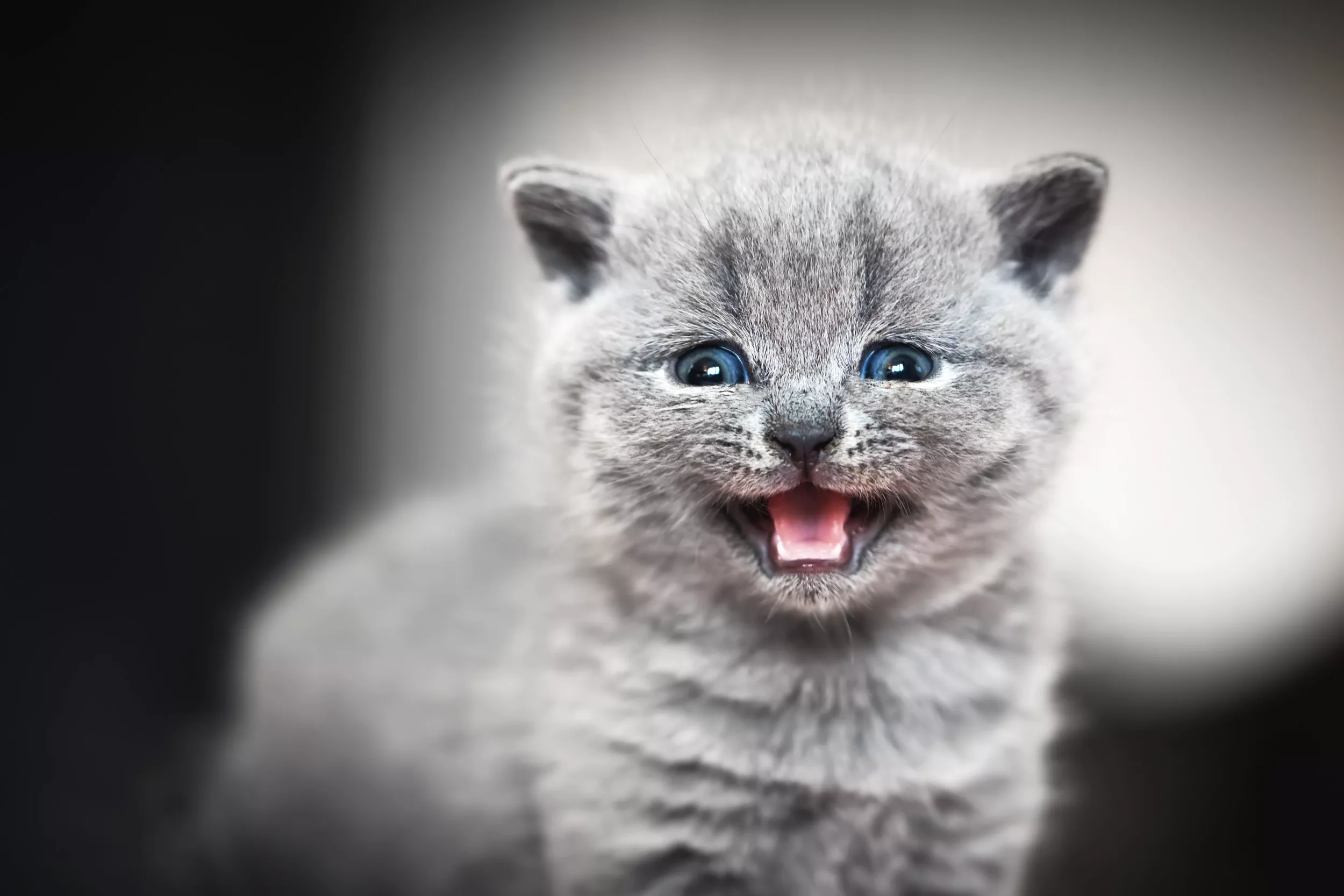 Is It Okay To Let Your Kitten Cry? - Vimarsana News