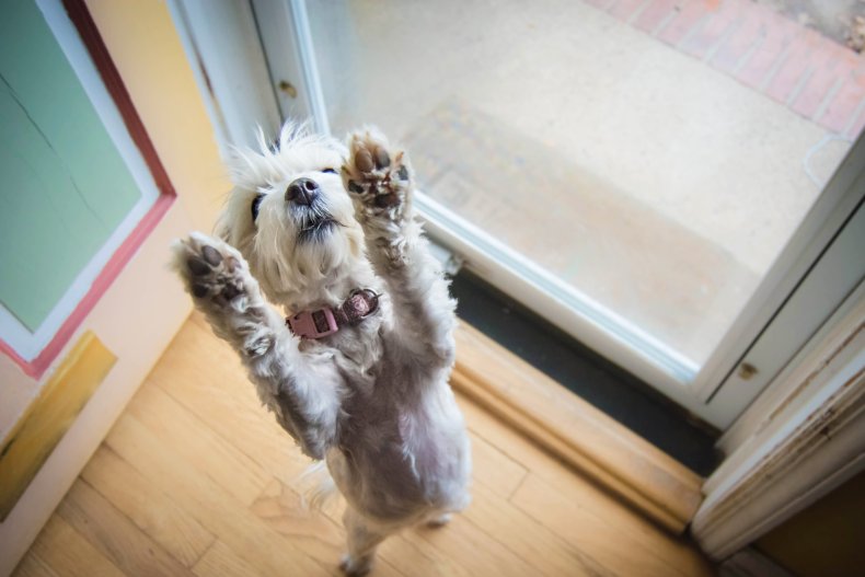 Dog standing up with paws in air.