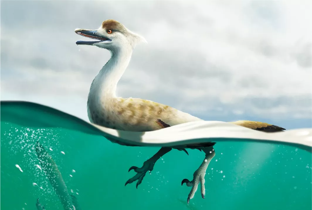 Dinosaur That Looked Like Penguin-Goose Mix With Too Many Teeth Discovered - Vimarsana News