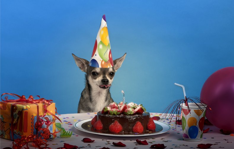 Dog wearing birthday party hat, near cake.