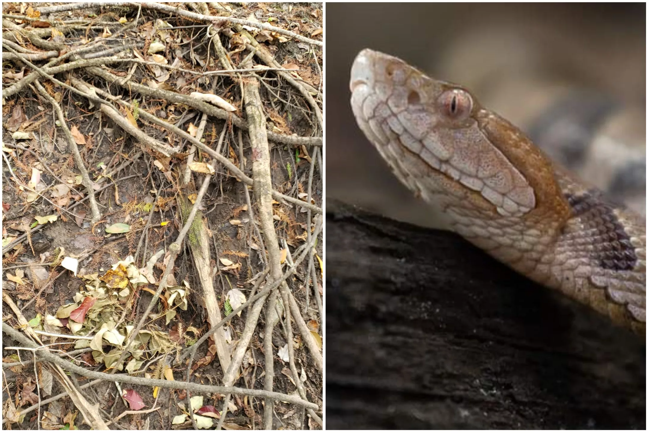 Can You Spot the Venomous Snake Camouflaged in This South Carolina Swamp? - Vimarsana News