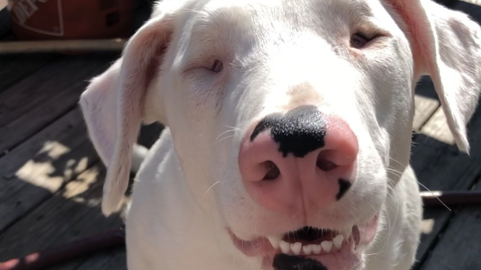 Are Dogs With Blue Eyes Deaf are-dogs-with-blue-eyes-deaf