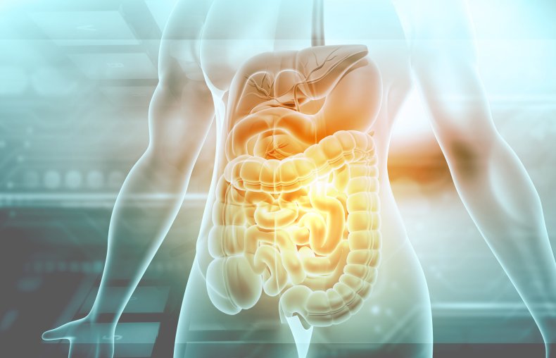 Human digestive system