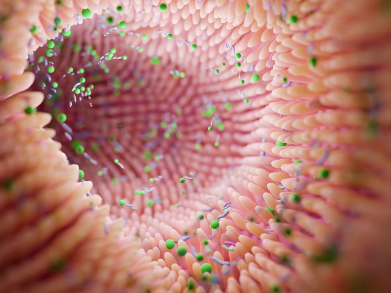 Microbiome in intestines