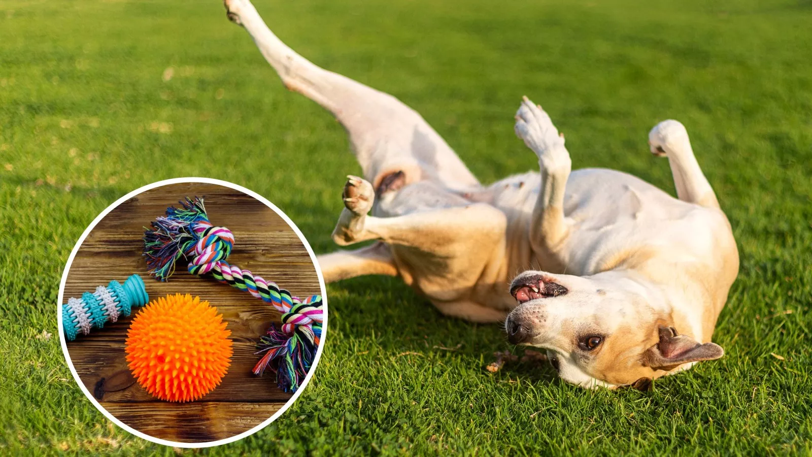 Toys for dogs to play with by clearance themselves