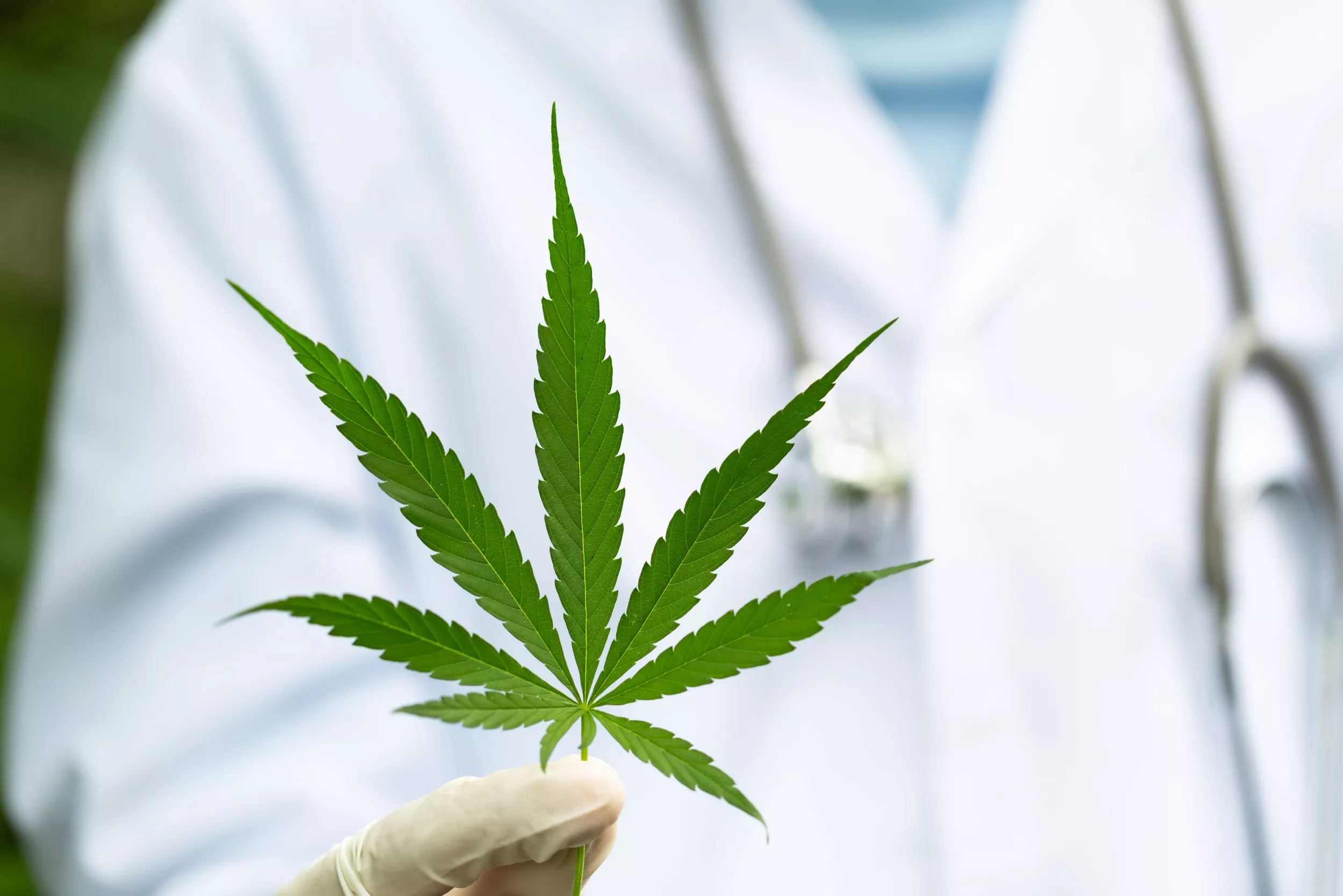 Legalizing Weed Reduced Opioid Use in America's Cancer Patients - Vimarsana News