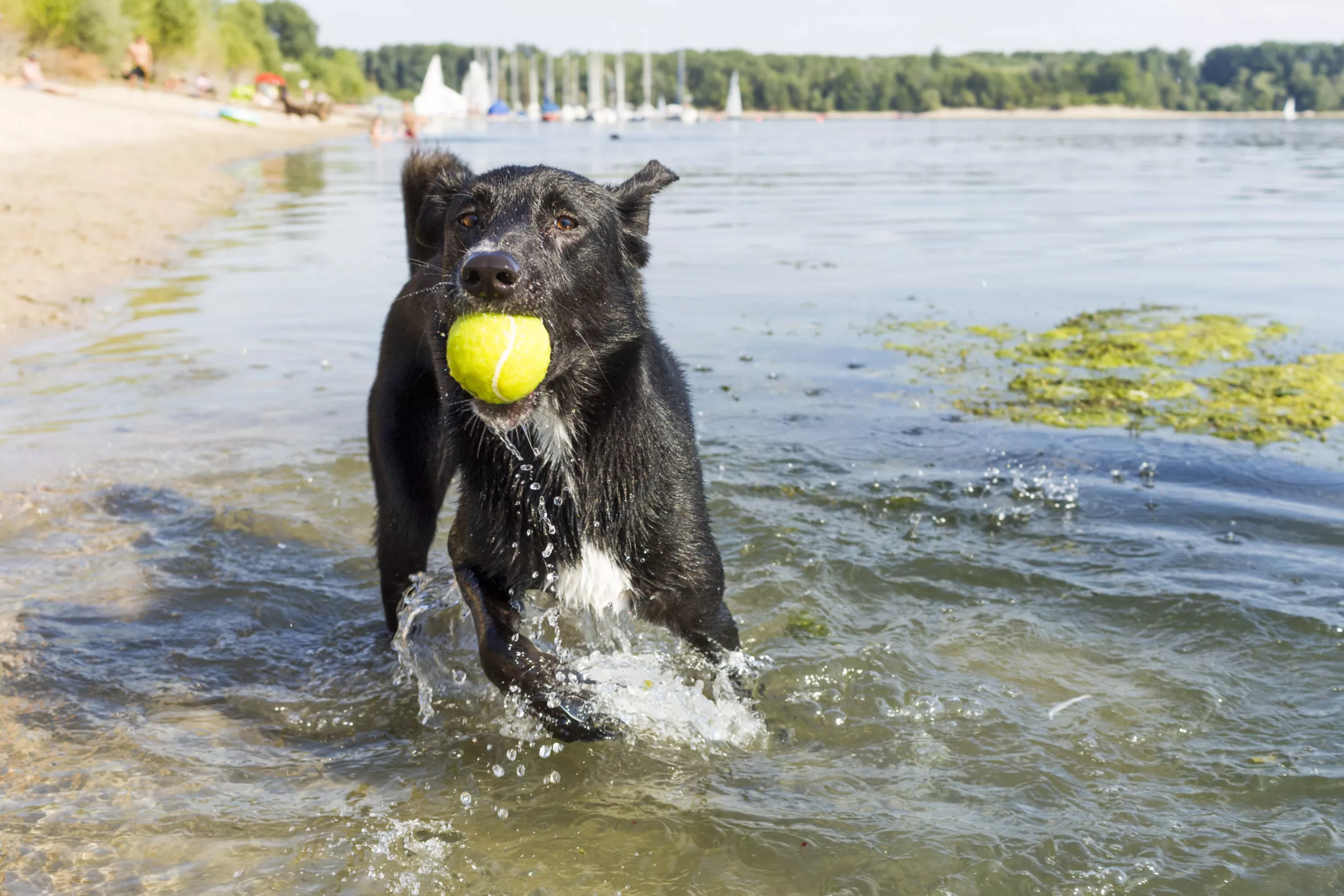 Vet Praises 'Lifesaving Extraction Method' for Dogs Choking - Vimarsana News