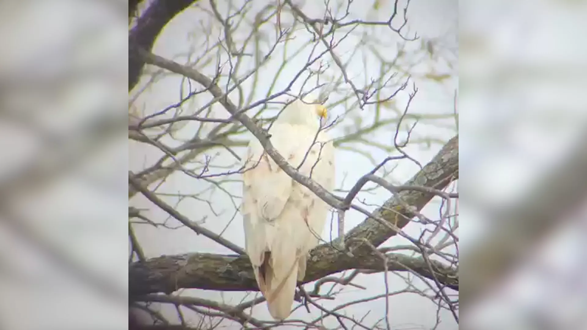 Warning for Extremely Rare White Bald Eagle Filmed in Oklahoma - Vimarsana News