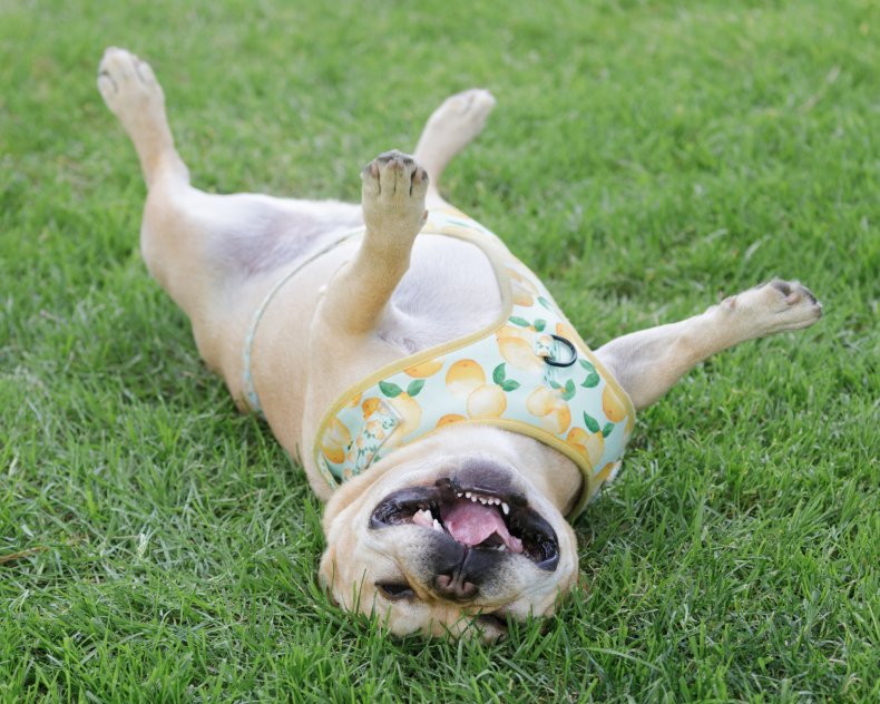 French Bulldog rolling around on the grass