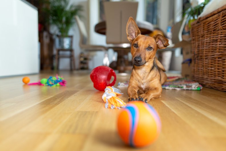 A small brown dog surrounded by toys