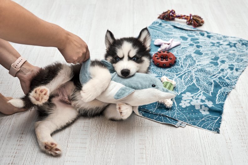 Siberian Husky puppy rolling on a blanket