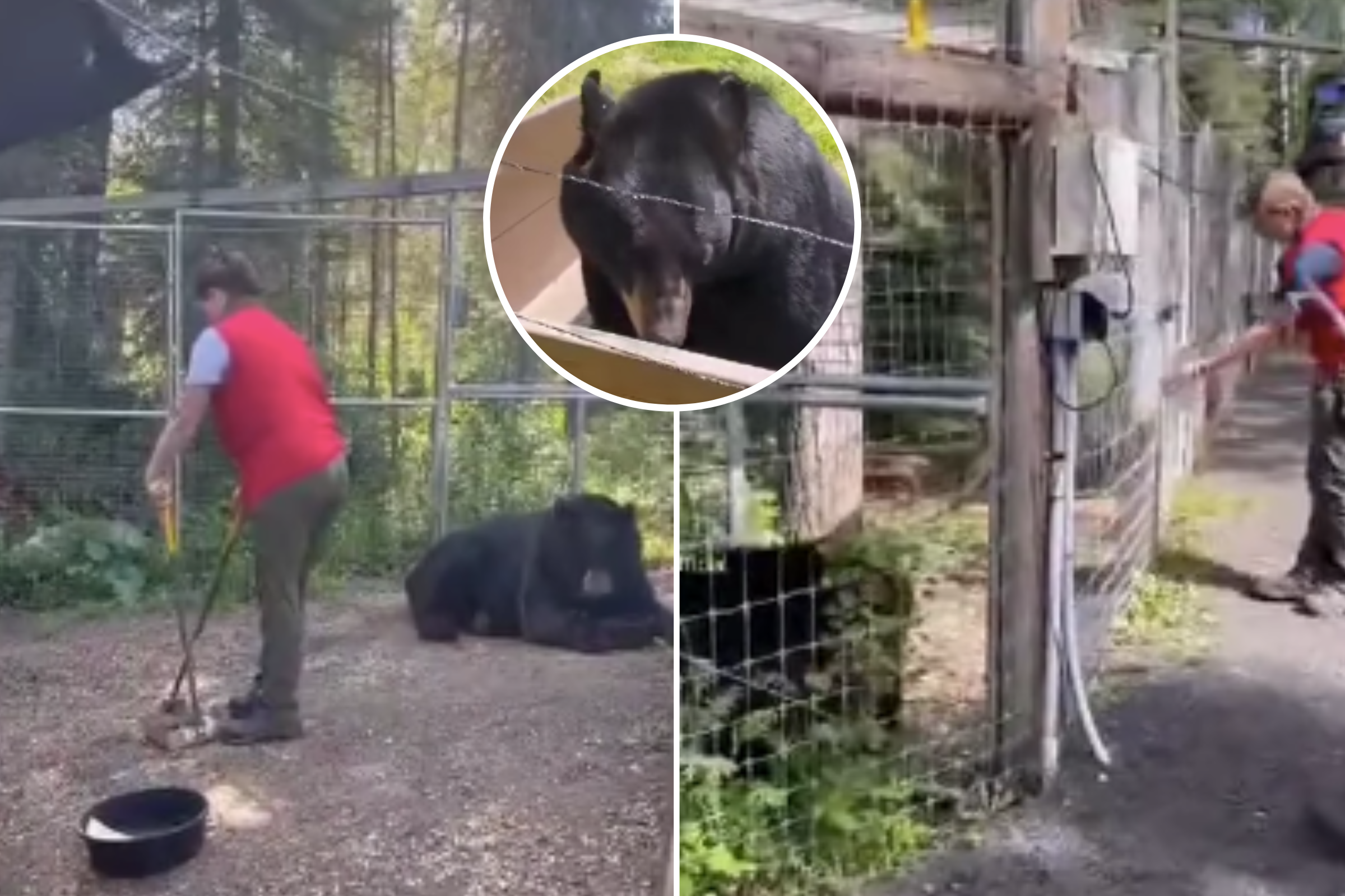 Internship to Care for Bears Opens Applications, and You Get Paid $1,500